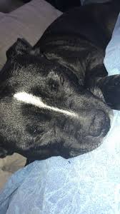 Erika Santos Adli Kullanicinin Staffies Panosundaki Pin Pitbull Kopek Siyah Fotografcilik