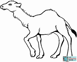 Pin Di Camels Coloring Pages