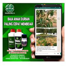 Pokok durian kurang terima sinaran matahari. Pakej Baja Anak Durian 1bln 3 Thn Baja Lengkap Untuk Anak Pokok Durian Pakej 1l Shopee Malaysia