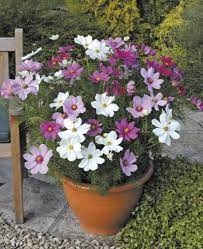 Cosmos Flowers Seeds Dwarf White Tolerates Poor Dry Soil Easy To Grow Flowers Container Flowers Cosmos Flowers Container Gardening Flowers