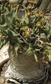 Image result for Euphorbia persistentifolia