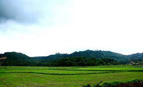 Gambar pemandangan sawah padi the golden land of indonesia via pinterest.com. 8 Resort Tepi Sawah Padi Di Langkawi Kedah Buat Saya Jatuh Cinta
