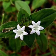 Image result for Richardia scabra