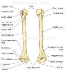 Brachium Human Anatomy Organs Human Skeleton Anatomy Human Anatomy And Physiology Physiology