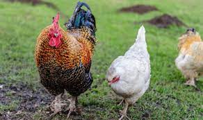 How To Tell A Rooster From A Hen Male Vs Female Differences