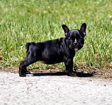 Acceptable french bulldog colors french bulldog breed is famous for its wide variety of colors. French Bulldogs Molly Is Akc Pure Black A A Without Facebook