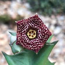 Image result for Orbea carnosa
