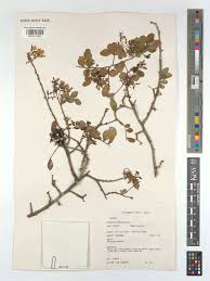 Image result for Haplocoelum