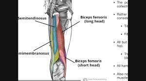 In this article we discuss the anatomy of the patellar tendon or ligament, focusing on origin, insertion and function. Posterior Thigh Compartment Hamstrings Origins Insertions Etc Youtube