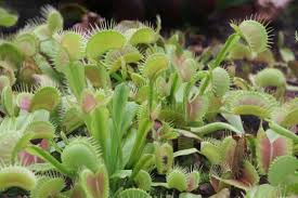 Wie wird die venusfliegenfalle richtig überwintert? Haltung Und Pflege Der Venusfliegenfalle So Futtern Sie Richtig