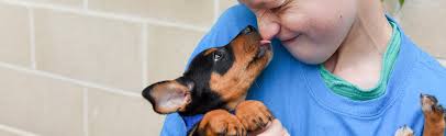 Darlene white from the san diego animal support foundation appears on television to highlight a homeless pet from dozens of local shelters and rescues. San Antonio Humane Society