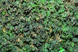 Image result for Crepidomanes chevalieri