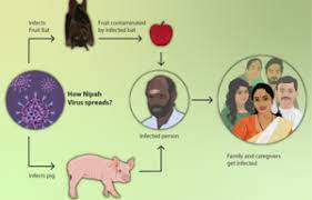 Nipah Virus Infection Wikipedia