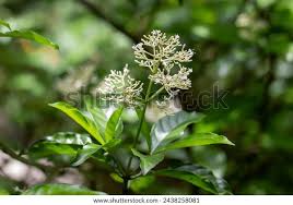 Image result for Psychotria auxopoda