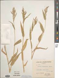 Image result for Hyparrhenia anthistirioides