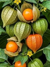 Image result for Physalis peruviana