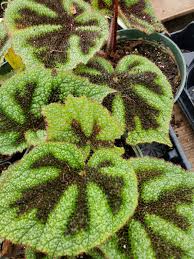 Image result for Begonia meyeri-johannis