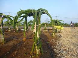 Check spelling or type a new query. How To Make Concrete Dragon Fruit Posts