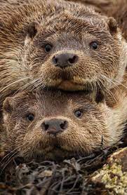 Classic Woodie Animals Beautiful Otters Animals Wild