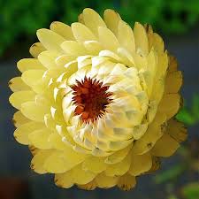 Most cactus should be watered once the soil has completely dried out. Pin On Flowers