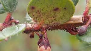 Sono queste caratteristiche uniche al mondo che danno il nome alla pianta della in base al termine ricercato questi esempi potrebbero contenere parole colloquiali. Nel 2020 Scoperte E Denominate 156 Nuove Specie Di Piante E Funghi Greenreport Economia Ecologica E Sviluppo Sostenibile
