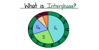 It is composed of three sequential phases: What Is Interphase Overview Diagrams Expii