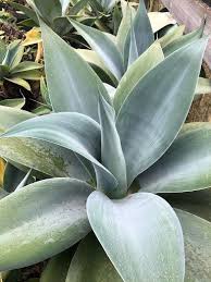 Image result for Agave attenuata
