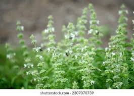 Image result for Ocimum americanum
