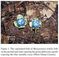 Image result for Margaritaria