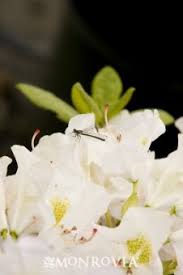White Catawba Rhododendron Monrovia White Catawba Rhododendron Rhododendron Plants Monrovia Plants
