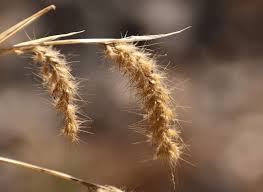 Image result for Aristida barbicollis