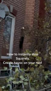 #squirrel #prevention #roofing