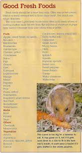 Give your hamster approximately a. Hamster Foods Hamster Food Syrian Hamster Hamster Habitat