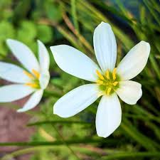 Image result for Zephyranthes candida