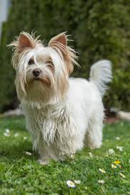 Image result for white yorkshire terrier