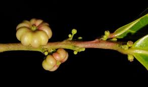 Image result for Heywoodia