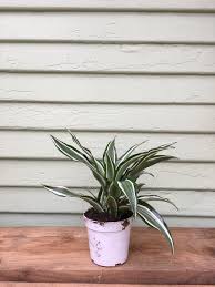 Image result for Dracaena laxissima