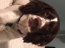 Click here to be notified when new english springer spaniel puppies are listed. Litter Of 6 English Springer Spaniel Puppies For Sale In De Witt Ia Adn 2038 Springer Spaniel Puppies English Springer Spaniel Puppy Spaniel Puppies For Sale
