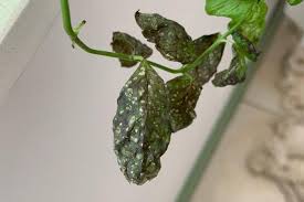 Image result for Helichrysum panduratum