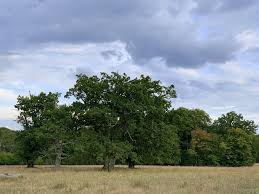 Mai exact este vorba de o pajiște în 2009 fundația mihai eminescu trust și municipiul sighișoara au implementat un proiect cu titlul platoul breite și rezervația de stejari sunt în continuare lipsite de apărare, expuse pericolelor și ale. Stejarii Seculari De La Breite Expro360