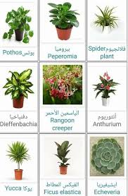 نباتات الظل أنواع النباتات بالصور والاسماء