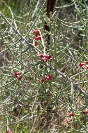 See more ideas about christmas cactus, cactus, easter cactus. Desert Christmas Cacti Cylindropuntia Leptocaulis Photograph By Kathy Clark