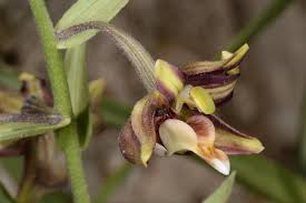 Image result for Epipactis africana