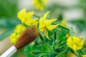 When the determinate tomato flowers the plant stops growing. How To Pollinate Tomatoes By Hand Gardener S Path