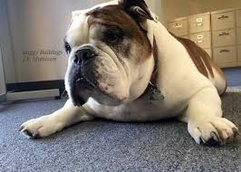 Baggy Bulldogs Timeline Photos Baggy Bulldogs Bulldog English Bulldog