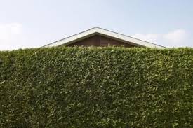 Fast Growing Noise Buffers For Privacy Shrubs For Privacy Privacy Landscaping Backyard Fences