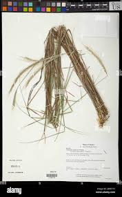 Image result for Trachypogon