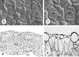 Image result for Phylohydrax