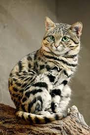 Pin On Animal Cats