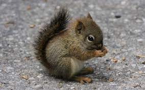I Ve Never Seen A Baby Squirrel I Am Not Disappointed Aww Baby Squirrel Cute Baby Animals Baby Animals Funny